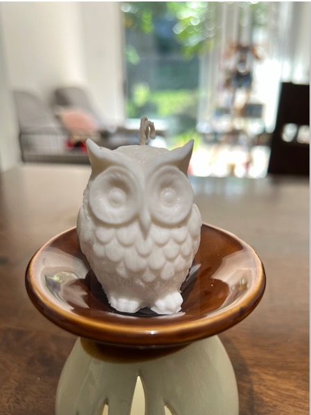 Buho - Velasence Costa Rica