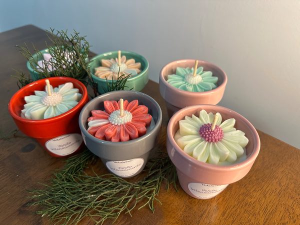 Margarita en Maceta - Velasence Costa Rica